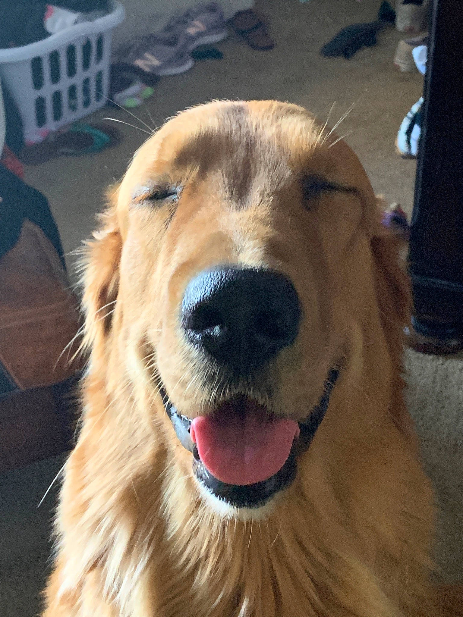 Thor joined the competition — help win amazing prizes! canidae, carnivore, companion_dog, dog, dog_breed, fawn, flat_coated_retriever, golden_retriever, hovawart, mammal, nova_scotia_duck_tolling_retriever, retriever, snout, sporting_group, vertebrate, whiskers