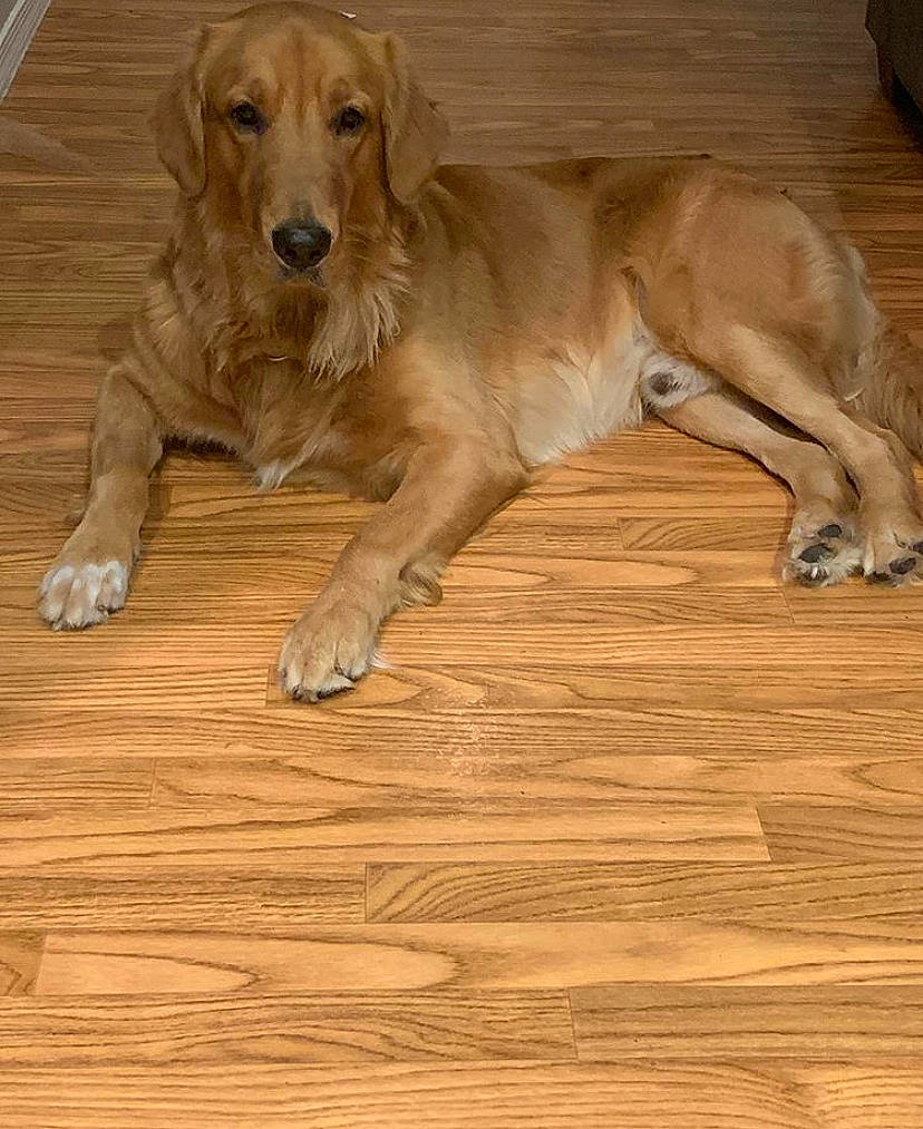 Thor joined the competition — help win amazing prizes! canidae, carnivore, companion_dog, dog, dog_breed, fawn, floor, flooring, golden_retriever, hardwood, mammal, retriever, sporting_group, vertebrate, wood, wood_flooring