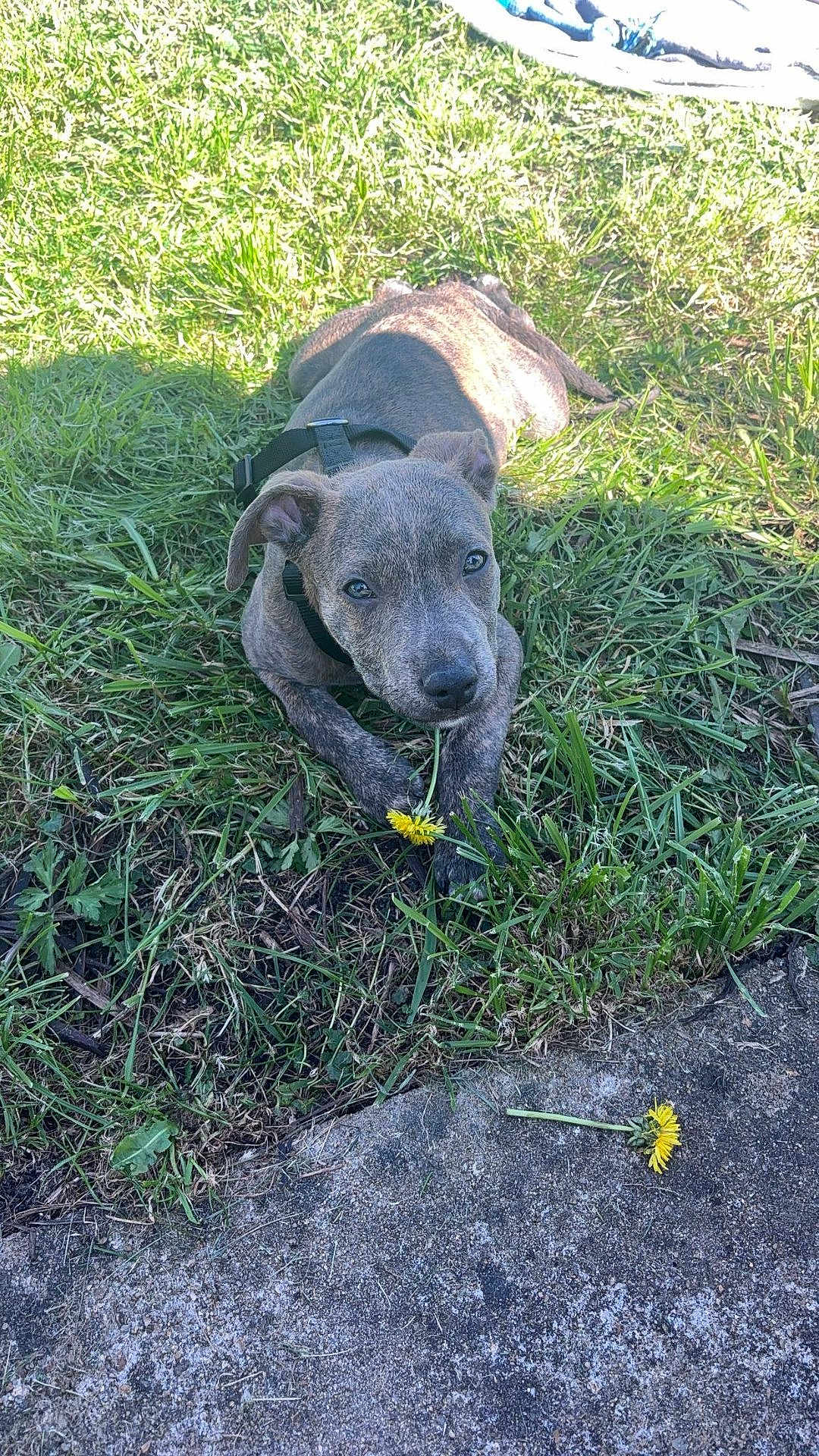 Milo participe au concours pour gagner de l'argent avec cette photo : puppy, dog, grass, flower, dandelion, outdoor, pet, young, brindle, nature, sunlight, shadow, curious, animal, playful, collar, closeup, ground, cute, daytime