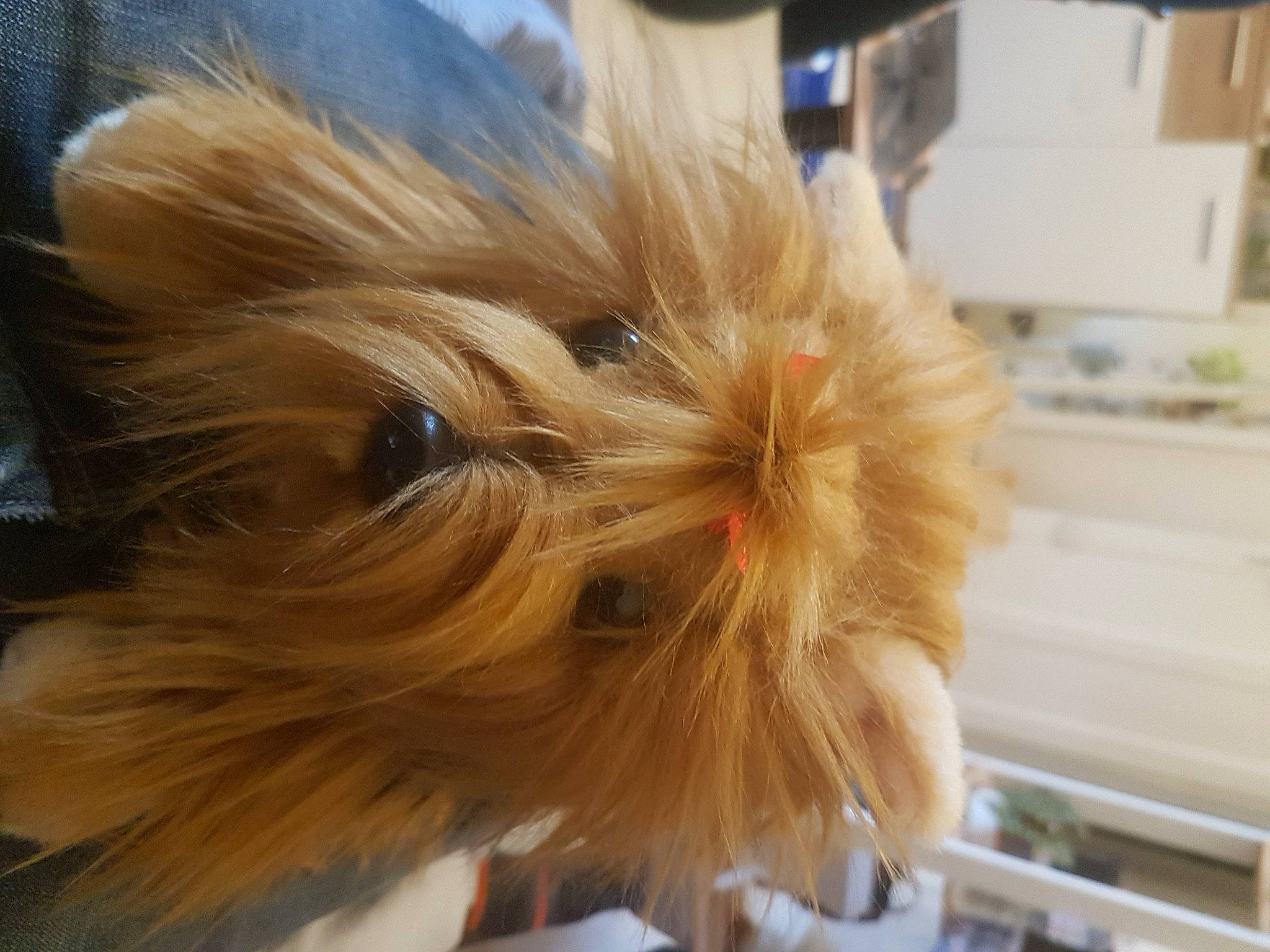 Troudy participe au concours pour gagner de l'argent avec cette photo : blond, canidae, carnivore, companion_dog, dog, dog_breed, fashion_accessory, fawn, flooring, fur, liver, pomeranian, small_terrier, snout, sporting_group, terrier, toy_dog, whiskers, working_animal, yorkipoo