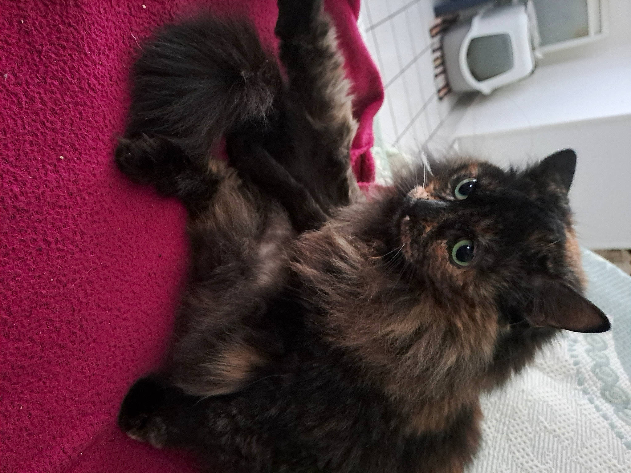 Capucine participe au concours pour gagner de l'argent avec cette photo : carnivore, cat, claw, comfort, companion_dog, dog_breed, felidae, flooring, fur, home_appliance, kitchen_appliance, liver, magenta, paw, small_to_medium_sized_cats, snout, tail, wall_plate, wall_socket, whiskers