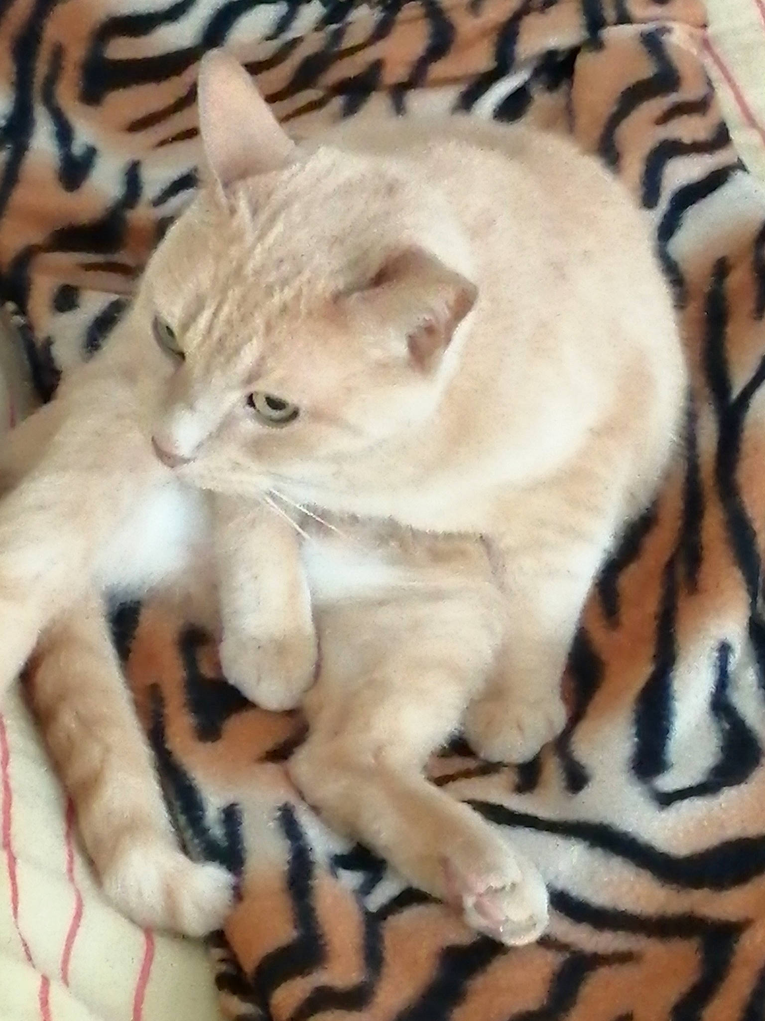 Canaille participe au concours pour gagner de l'argent avec cette photo : carnivore, cat, claw, comfort, domestic_short_haired_cat, fang, fawn, felidae, fur, paw, small_to_medium_sized_cats, snout, tail, terrestrial_animal, whiskers, wildlife