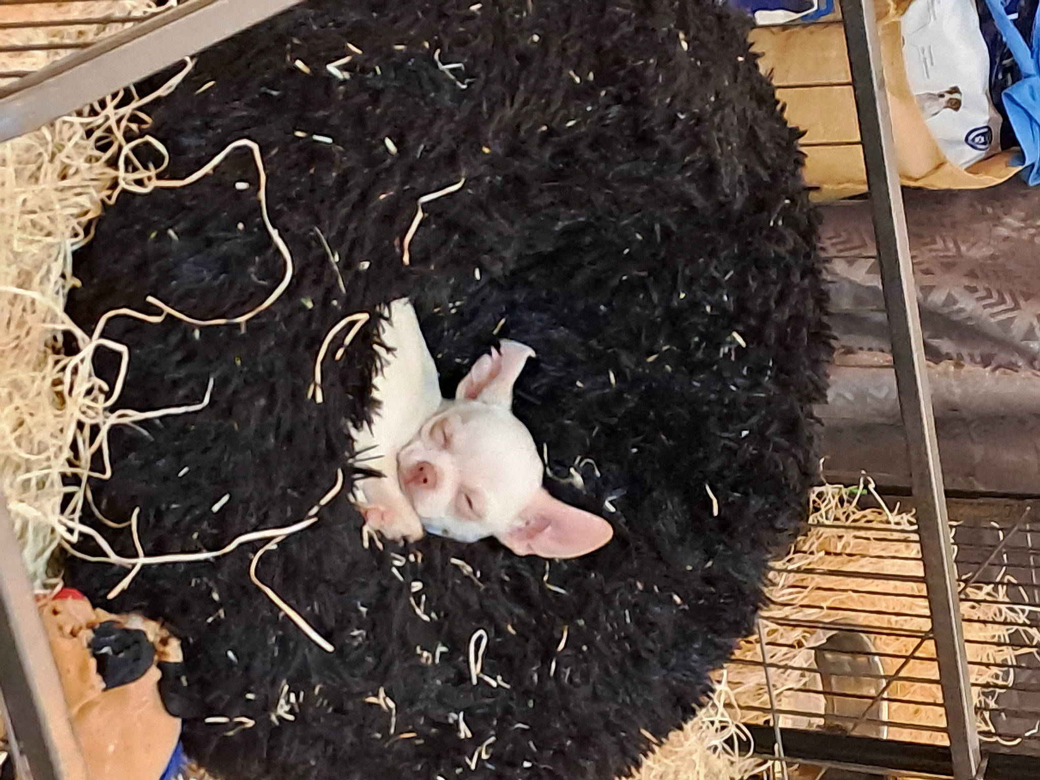 Noisette a rejoint le concours — aidez-le/la à gagner de superbes lots ! canidae, comfort_food, fashion_accessory, fawn, flesh, fur, petal, soil, tail, toy