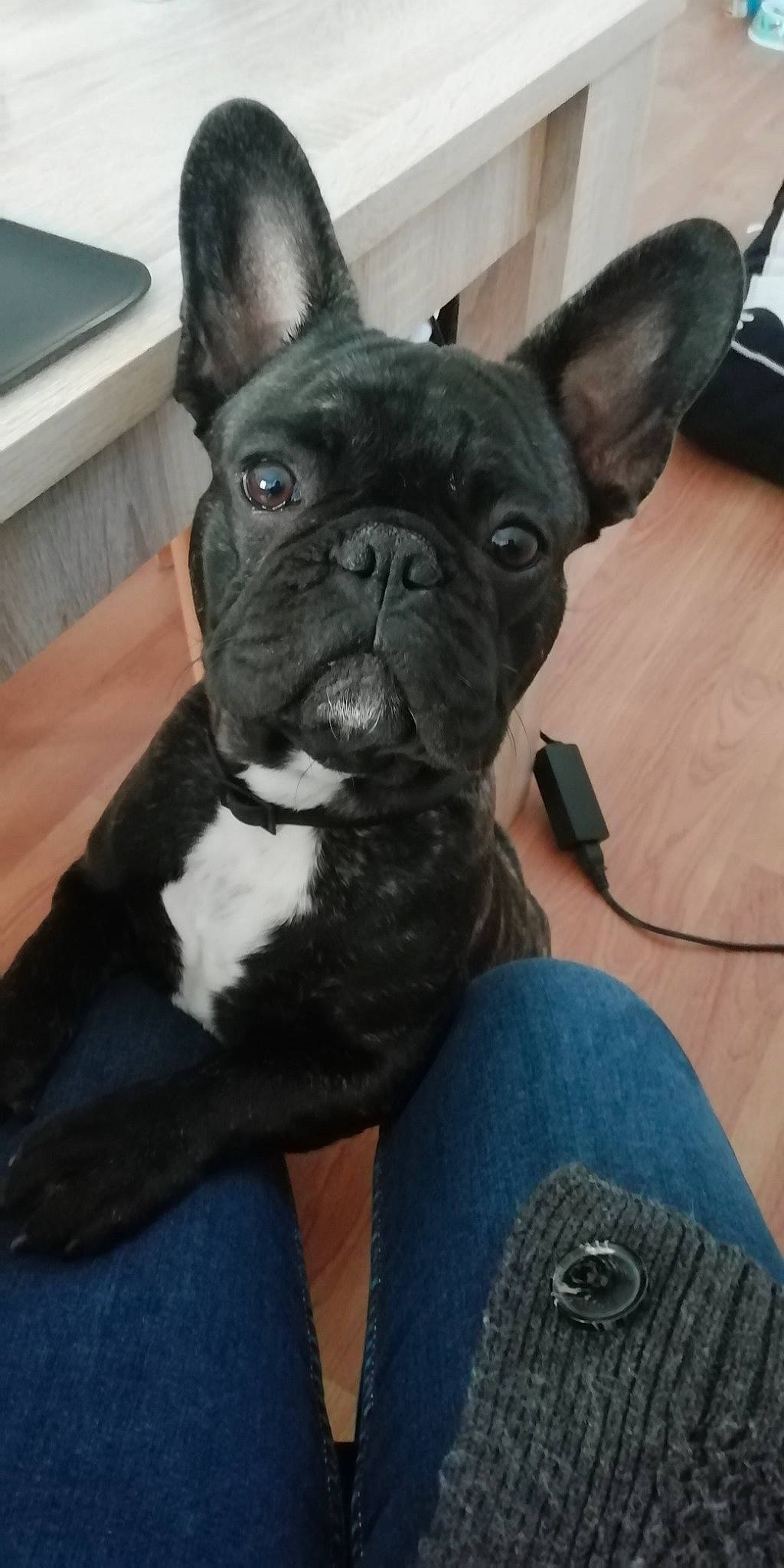 Popi a rejoint le concours — aidez-le/la à gagner de superbes lots ! bulldog, canidae, carnivore, collar, comfort, companion_dog, denim, dog, dog_breed, dog_collar, ear, fawn, french_bulldog, snout, sporting_group, terrestrial_animal, toy_dog, whiskers, working_animal, wrinkle