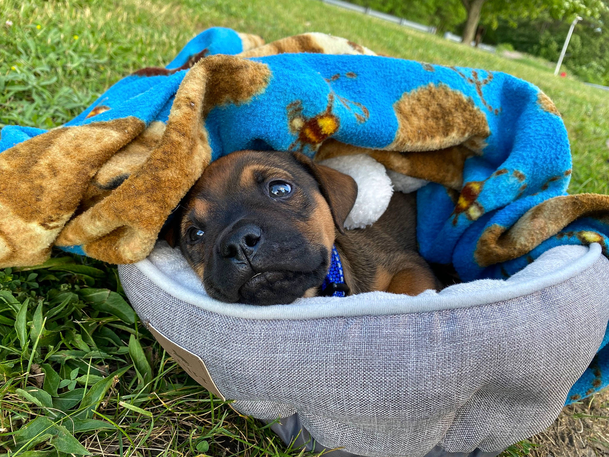 Diesel is registered to the contest to win money with this photo: canidae, carnivore, circle, comfort, companion_dog, dog, dog_breed, dog_supply, electric_blue, fawn, grass, pet_supply, plant, snout, sporting_group, terrestrial_animal, working_animal