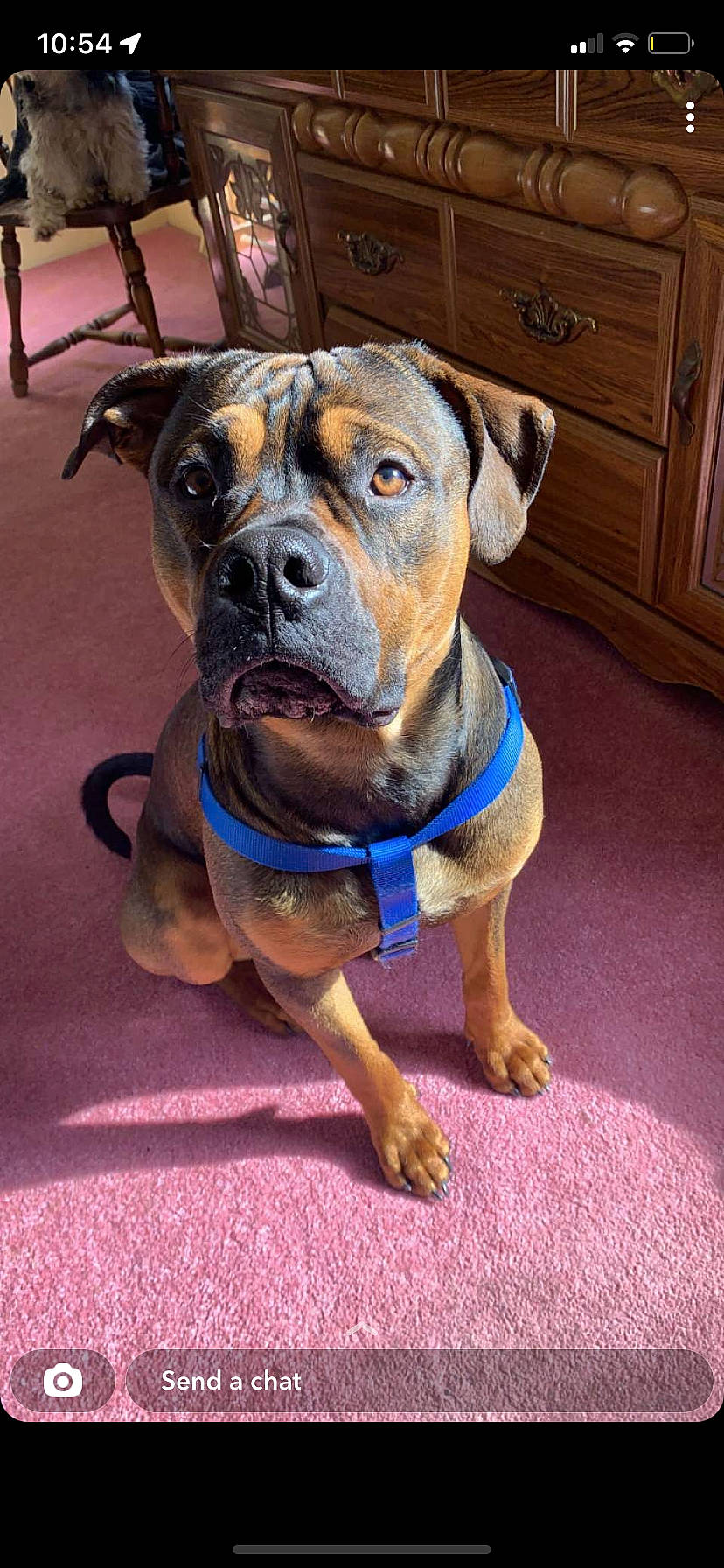 Diesel is registered to the contest to win money with this photo: cabinetry, carnivore, collar, companion_dog, cupboard, dog, dog_breed, dog_collar, drawer, electric_blue, fawn, flooring, guard_dog, hardwood, molosser, pet_supply, snout, sporting_group, working_animal, working_dog