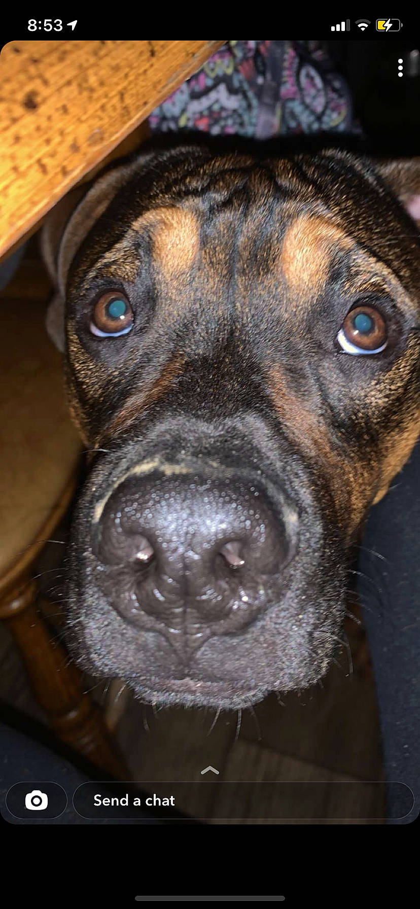Diesel joined the competition — help win amazing prizes! canidae, carnivore, close_up, collar, companion_dog, dog, dog_breed, eye, fawn, fur, giant_dog_breed, guard_dog, head, liver, snout, sporting_group, terrestrial_animal, whiskers, working_animal, working_dog