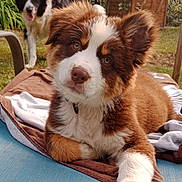 Abeille participe au concours pour gagner de l'argent avec cette photo : animal, black, blanket, brown, canine, chair, companion, cute, dog, fur, garden, grass, greenery, nature, outdoor, pet, puppy, relaxing, white, wooden_shed