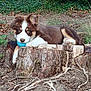 animal, blue_ball, brown_and_white, canine, cute, daylight, dog, fur, grass, ground, nature, outdoor, pet, playful, puppy, relaxed, roots, tree_stump, woodland, young_dog