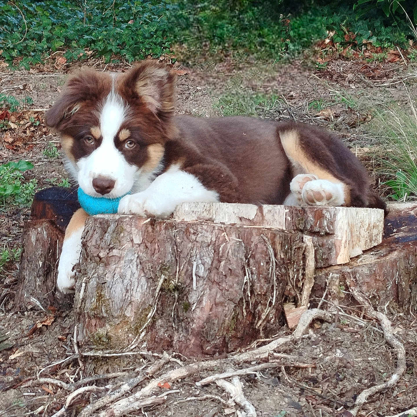 Abeille a rejoint le concours — aidez-le/la à gagner de superbes lots ! animal, blue_ball, brown_and_white, canine, cute, daylight, dog, fur, grass, ground, nature, outdoor, pet, playful, puppy, relaxed, roots, tree_stump, woodland, young_dog