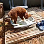 Abeille a rejoint le concours — aidez-le/la à gagner de superbes lots ! animal, brown_fur, container, curious, daytime, dog, grass, nature, outdoor, pet, playful, puppy, sandals, small_dog, summer, sunlight, water, white_fur, wooden_platform, yard