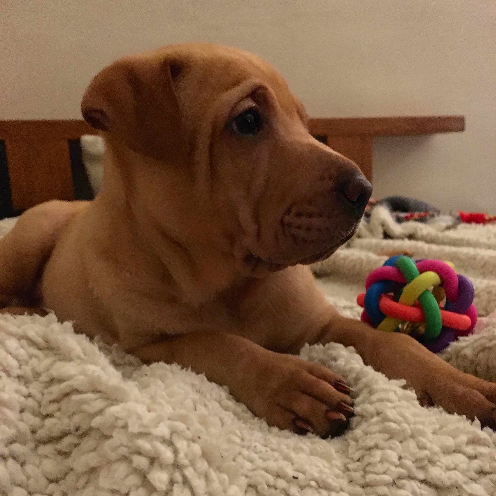 Aby participe au concours pour gagner de l'argent avec cette photo : animal, blanket, bodypart, boxer, bulldog, canine, couch, dog, finger, furniture, hand, hound, labradorretriever, person, pet, pitbull, pointer, puppy, sphere, toe