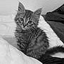 animal, bed, blanket, cat, cozy, curious, cute, domestic, feline, fur, indoor, kitten, pet, sitting, small, soft, tabby, texture, whiskers, young