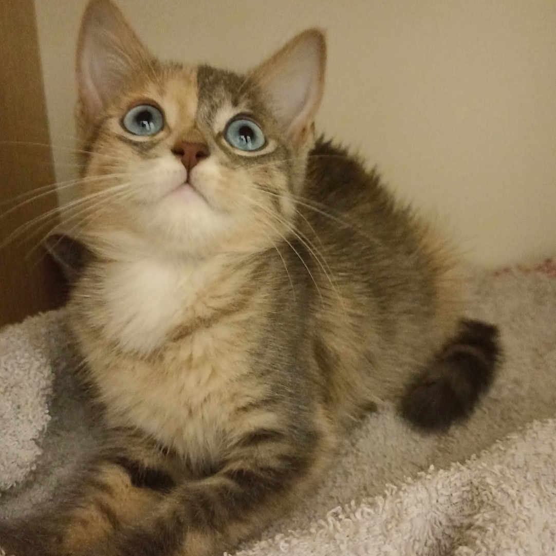 Ayla a rejoint le concours — aidez-le/la à gagner de superbes lots ! animal, blanket, blue_eyes, cat, cozy, curious, cute, domestic, feline, fur, indoor, kitten, paw, pet, resting, small, soft, tabby, whiskers, young