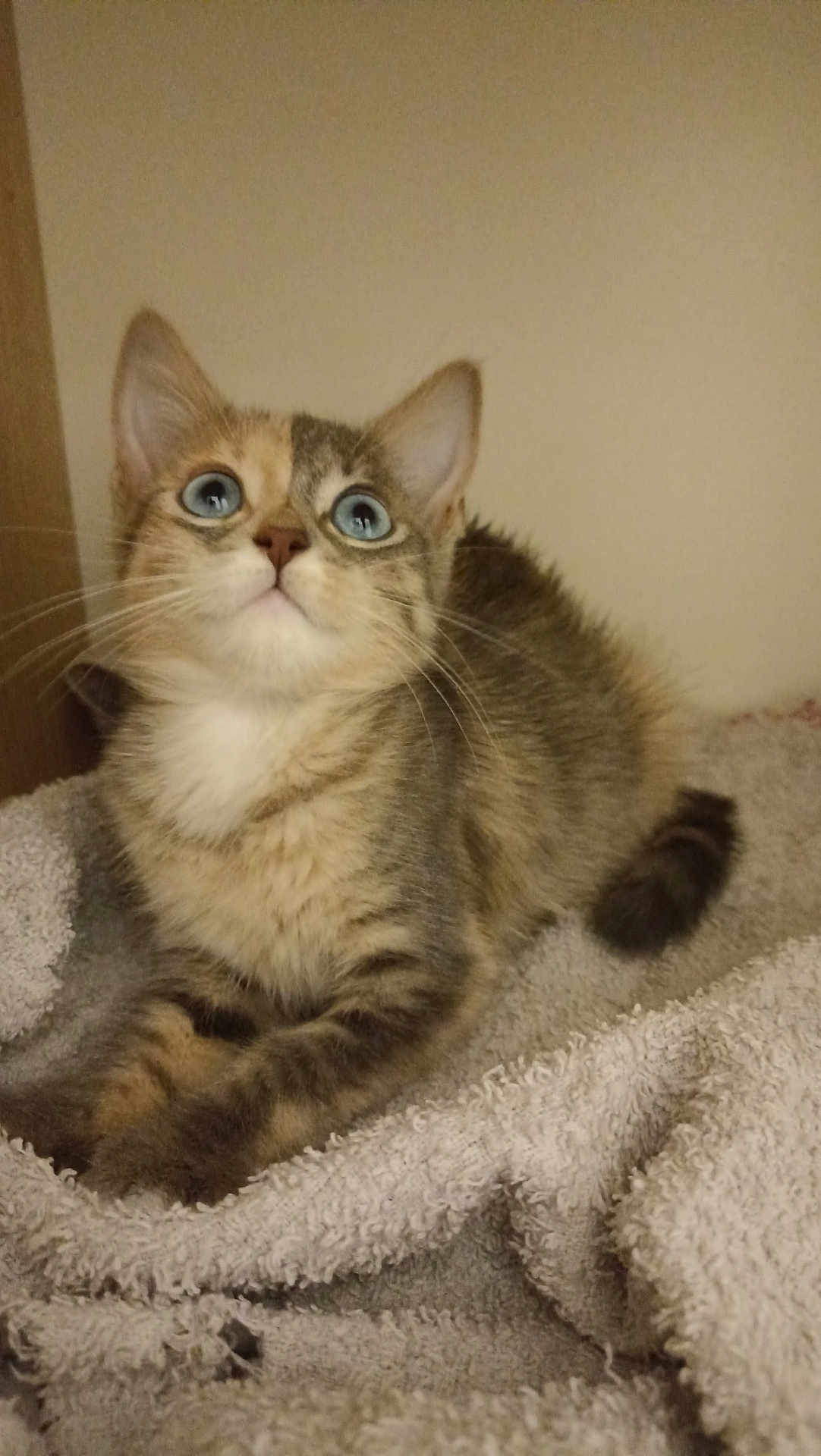 Ayla a rejoint le concours — aidez-le/la à gagner de superbes lots ! kitten, cat, blue_eyes, tabby, fur, whiskers, paw, blanket, cozy, pet, animal, indoor, cute, young, curious, feline, soft, resting, small, domestic