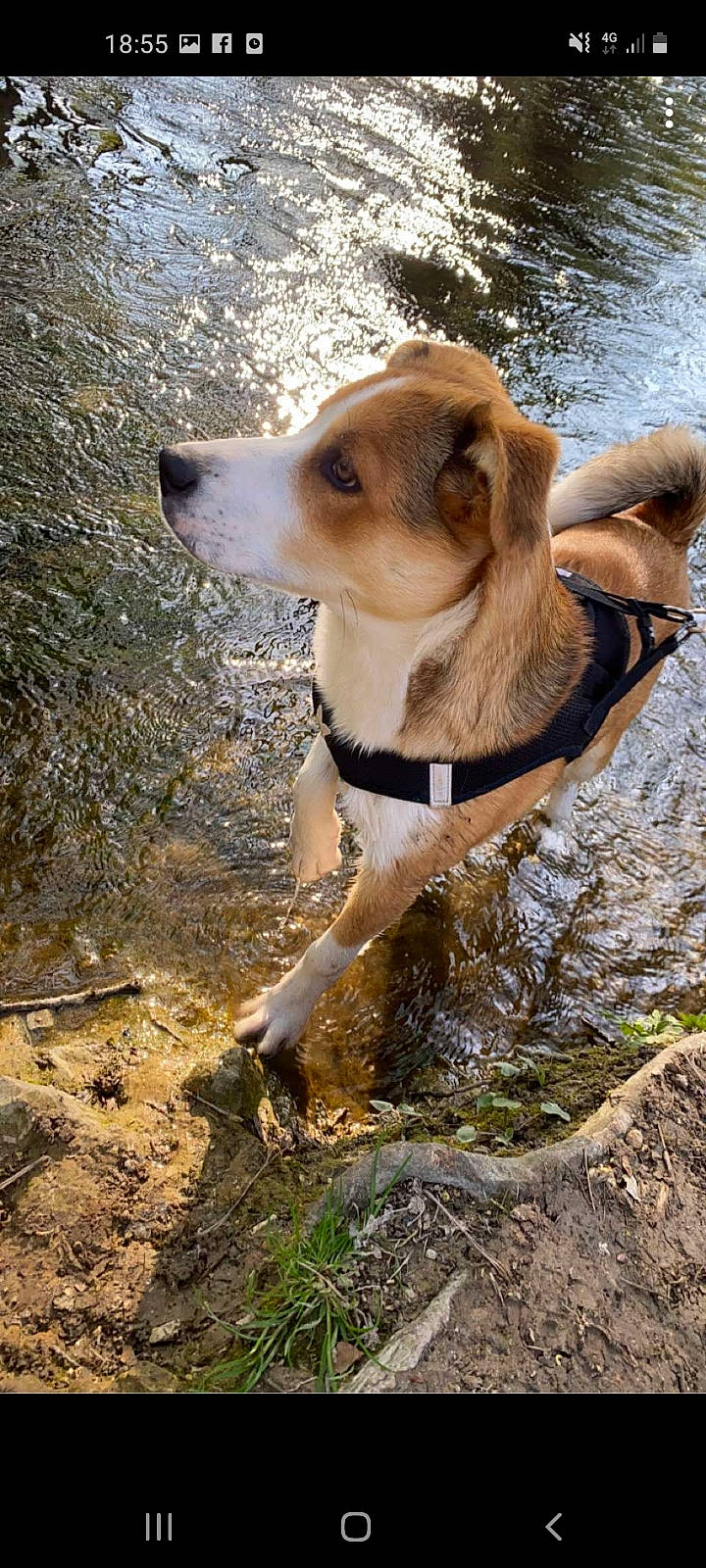 Randy a rejoint le concours — aidez-le/la à gagner de superbes lots ! adventure, canidae, carnivore, companion_dog, dog, dog_breed, dog_collar, dog_supply, fawn, grass, plant, snout, soil, sporting_group, street_dog, tail, water, whiskers, working_animal, working_dog