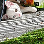 Tibou participe au concours pour gagner de l'argent avec cette photo : art, carnivore, cat, domestic_short_haired_cat, fawn, felidae, flooring, fur, grass, paw, photo_caption, plant, road_surface, small_to_medium_sized_cats, snout, soil, tail, tree, whiskers, wood