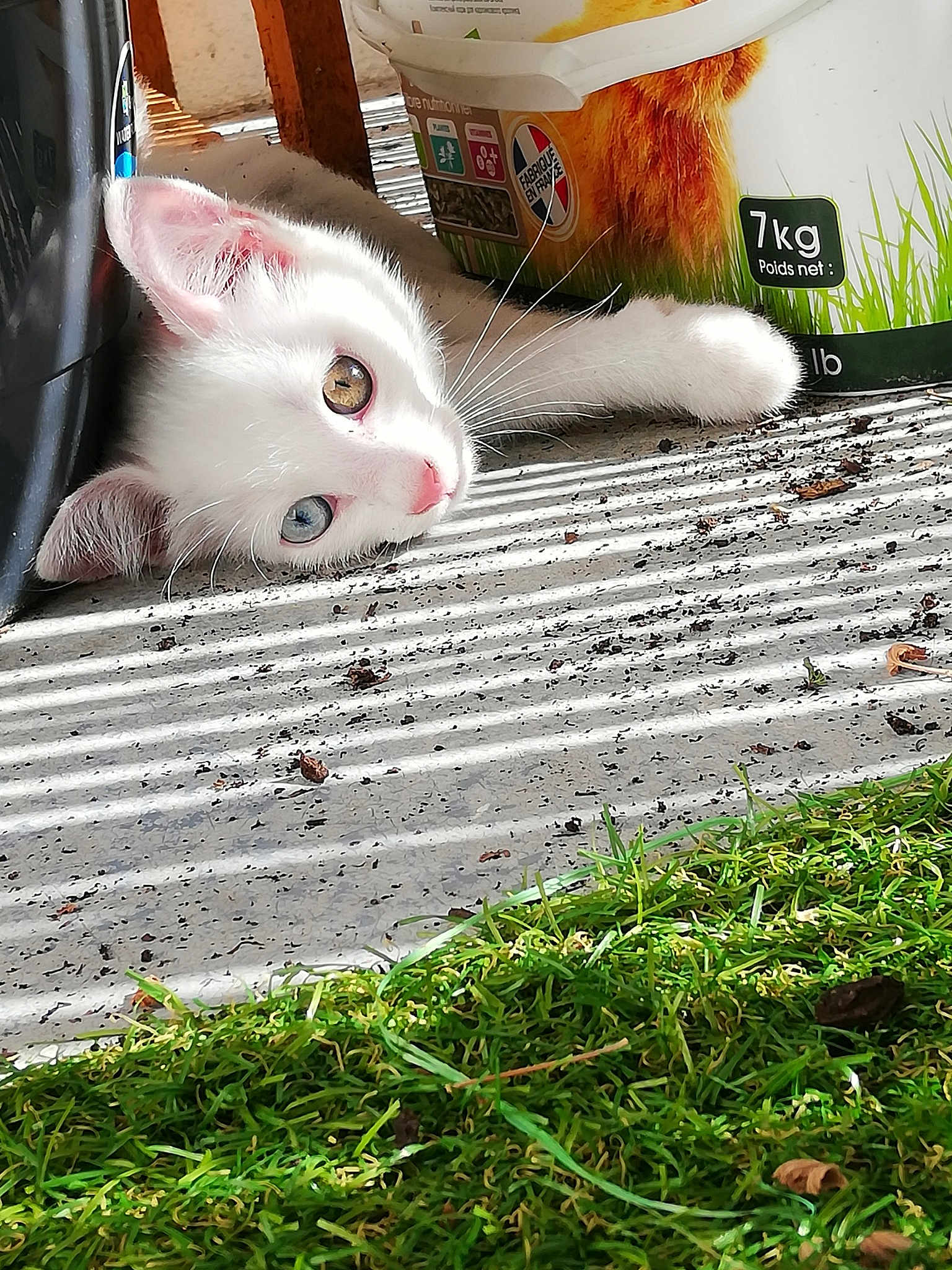 Tibou participe au concours pour gagner de l'argent avec cette photo : art, carnivore, cat, domestic_short_haired_cat, fawn, felidae, flooring, fur, grass, paw, photo_caption, plant, road_surface, small_to_medium_sized_cats, snout, soil, tail, tree, whiskers, wood