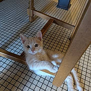 Cataleya participe au concours pour gagner de l'argent avec cette photo : animal, cat, curious, cute, domestic_cat, feline, floor, furniture, home, indoor, kitten, looking_up, orange_cat, paws, pet, resting, tail, tile_floor, wooden_chair, young_cat