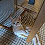animal, cat, curious, cute, domestic_cat, feline, floor, furniture, home, indoor, kitten, looking_up, orange_cat, paws, pet, resting, tail, tile_floor, wooden_chair, young_cat