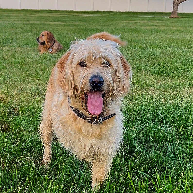 Rosie