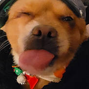 Zelda joined the competition — help win amazing prizes! cap, carnivore, collar, companion_dog, dog, dog_breed, dog_clothes, dog_supply, fashion_accessory, fawn, fur, happy, headgear, paw, smile, snout, sporting_group, whiskers, winter, working_animal