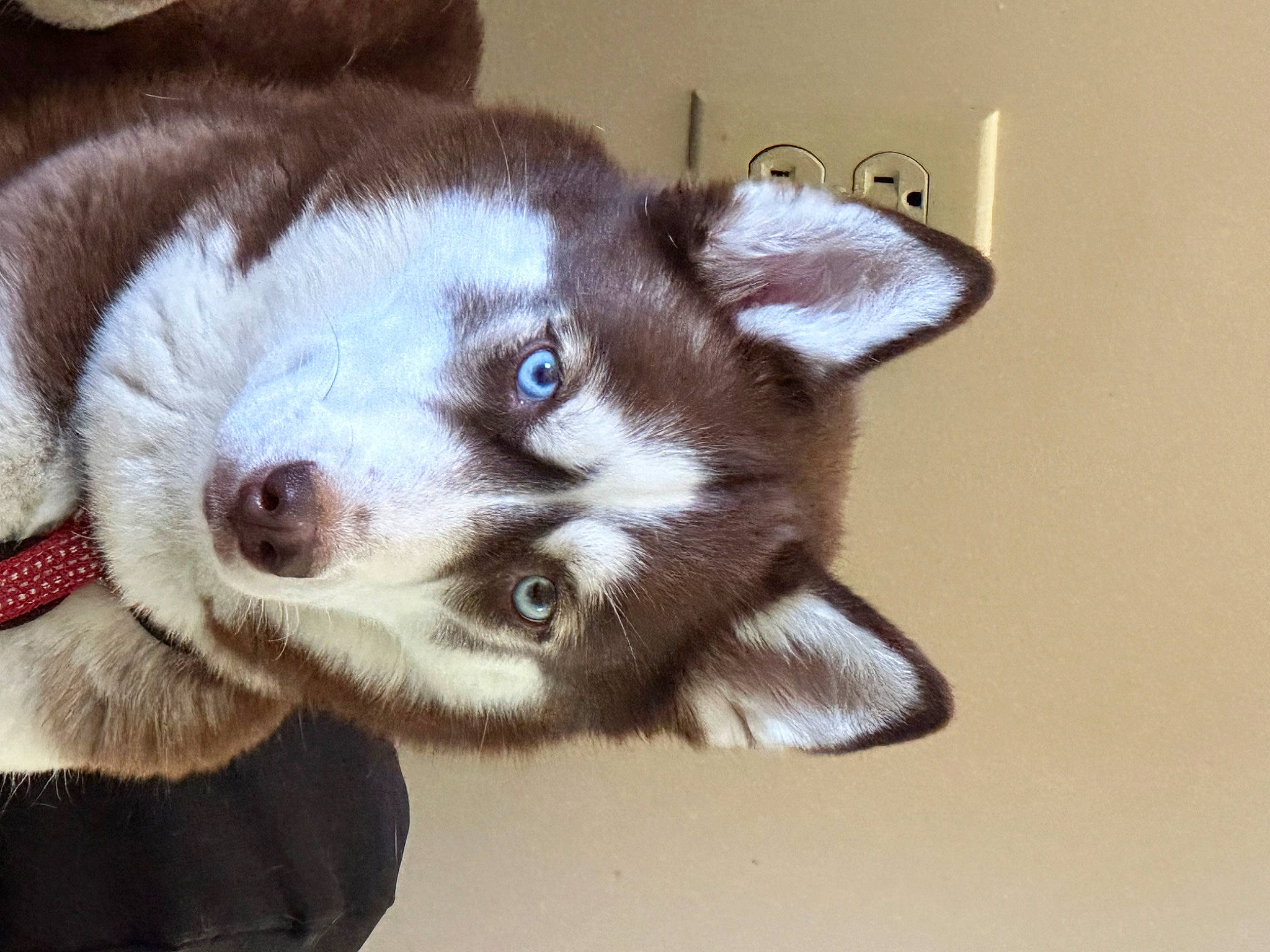 Cinnamon joined the competition — help win amazing prizes! carnivore, companion_dog, dog, dog_breed, fawn, fur, siberian_husky, snout, sporting_group, tail, terrestrial_animal, whiskers, working_animal, working_dog