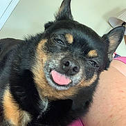 Mickey Apple joined the competition — help win amazing prizes! animal, black_and_tan, clock, close_up, cute, dog, door, ears, expression, face, furry, indoor, lamp, person_arm, pet, pink_shirt, resting, small_dog, tongue_out, wall