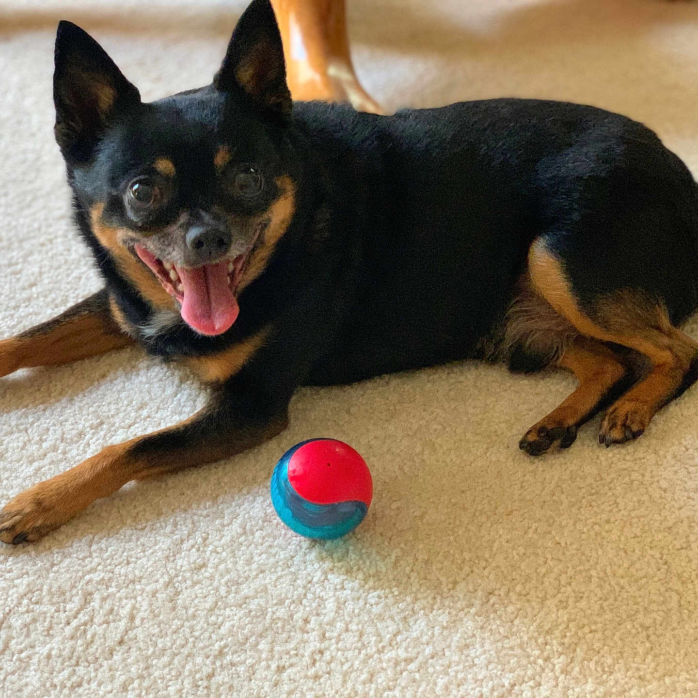 Mickey Apple joined the competition — help win amazing prizes! animal, black_dog, carpet, companion, cute, dog, ears, eyes, fur, happy, indoor, lying_down, nose, paws, pet, playful, small_dog, tan_dog, tongue_out, toy_ball