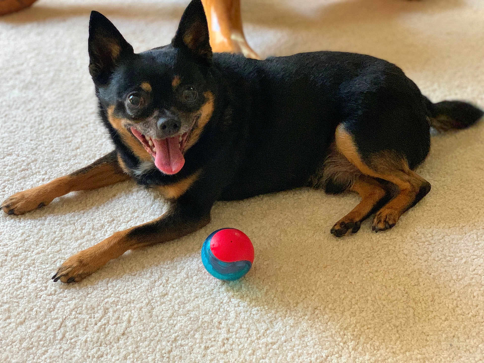 Mickey Apple joined the competition — help win amazing prizes! animal, black_dog, carpet, companion, cute, dog, ears, eyes, fur, happy, indoor, lying_down, nose, paws, pet, playful, small_dog, tan_dog, tongue_out, toy_ball