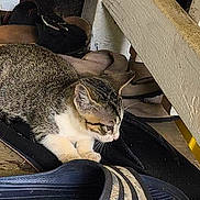 Logan joined the competition — help win amazing prizes!