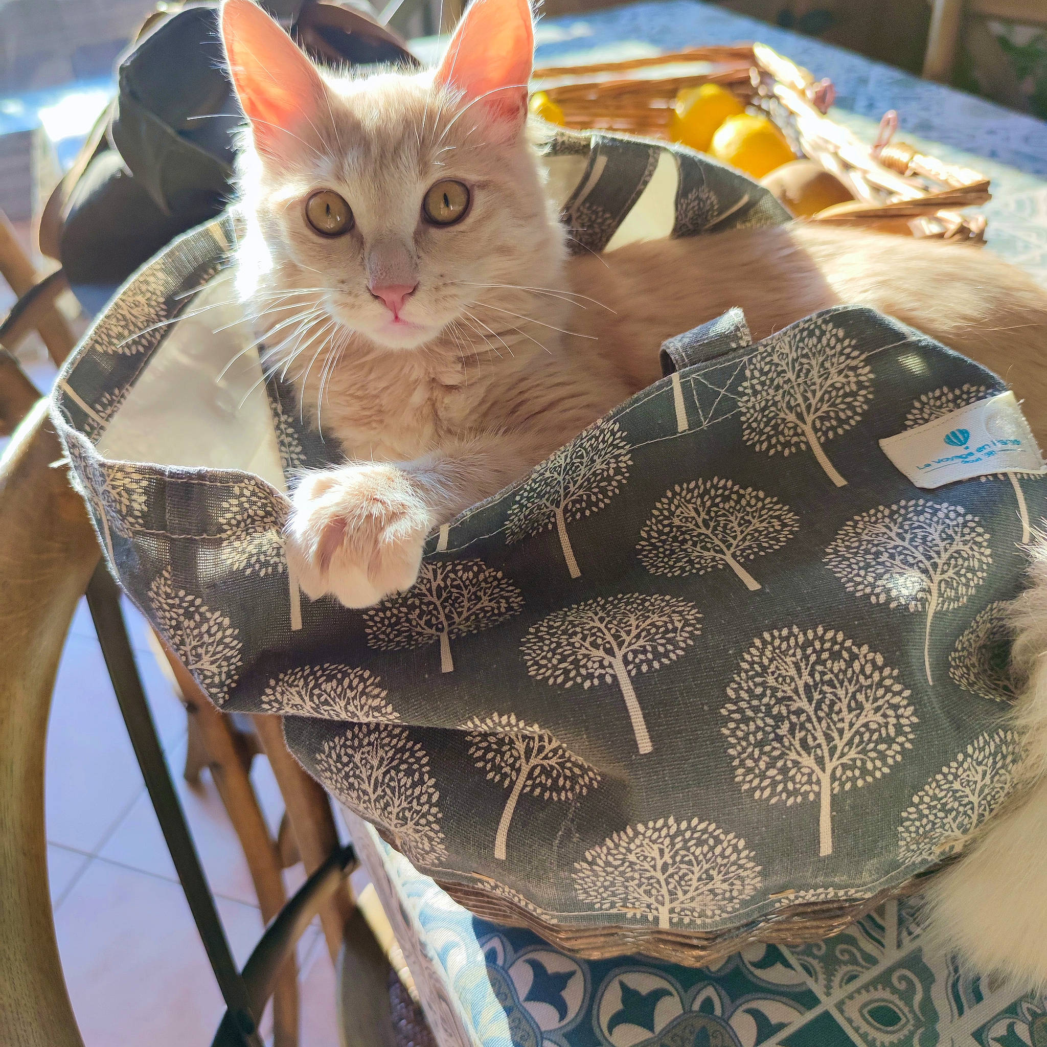 Sushi participe au concours pour gagner de l'argent avec cette photo : bag, basket, bicycle_tire, bicycle_wheel, carnivore, cat, comfort, domestic_short_haired_cat, fashion_accessory, fawn, felidae, fur, linens, luggage_and_bags, pattern, paw, sitting, small_to_medium_sized_cats, whiskers, wicker