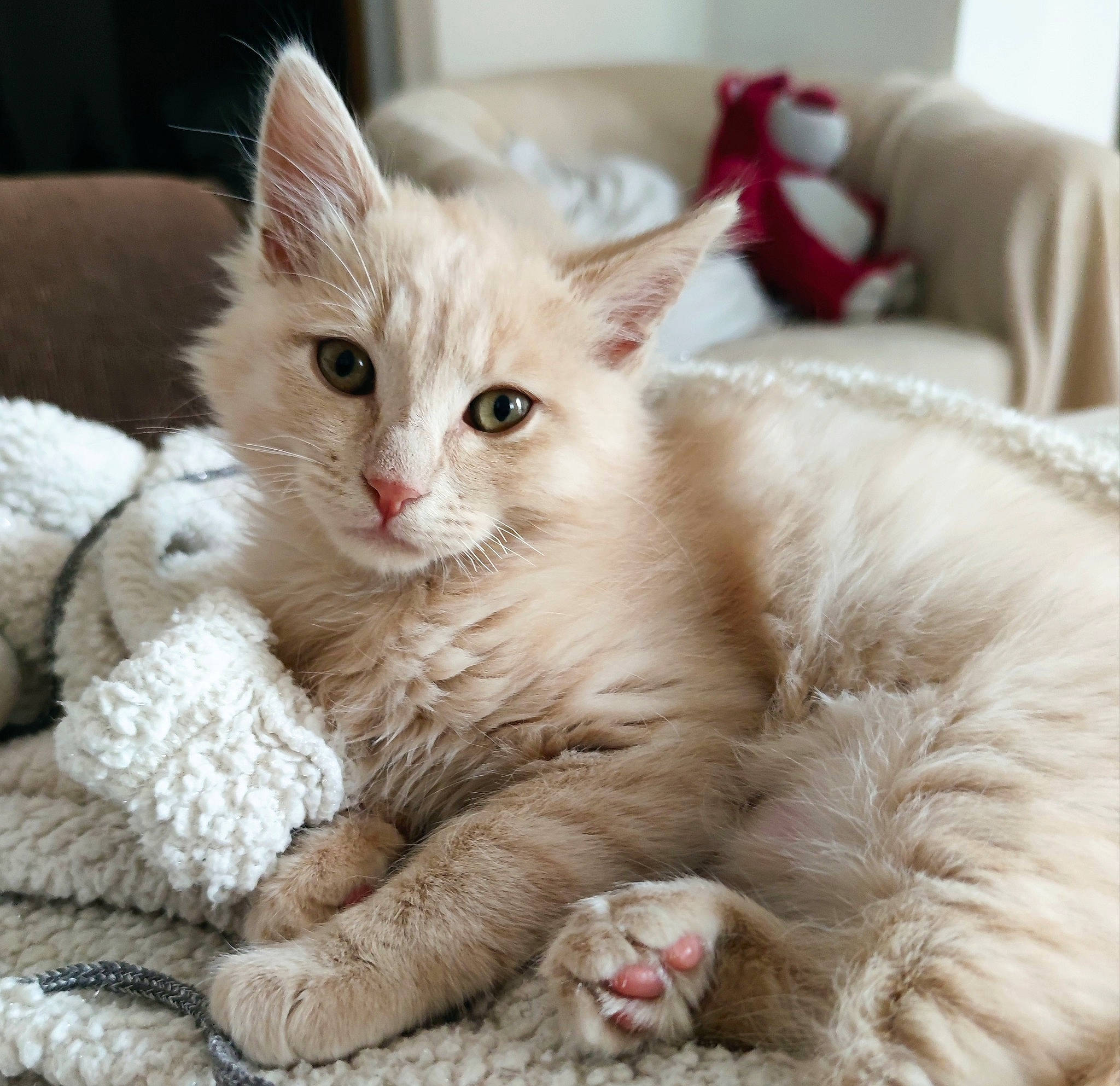 Sushi participe au concours pour gagner de l'argent avec cette photo : bed, carnivore, cat, claw, comfort, domestic_short_haired_cat, fawn, felidae, fur, nap, paw, small_to_medium_sized_cats, tail, whiskers, window