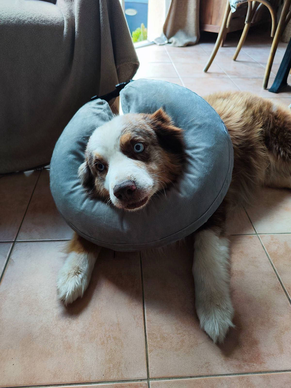 Sidney participe au concours pour gagner de l'argent avec cette photo : canidae, carnivore, chair, collar, companion_dog, couch, dog, dog_breed, dog_supply, floor, flooring, fur, houseplant, liver, paw, snout, sporting_group, terrestrial_animal, whiskers, working_animal