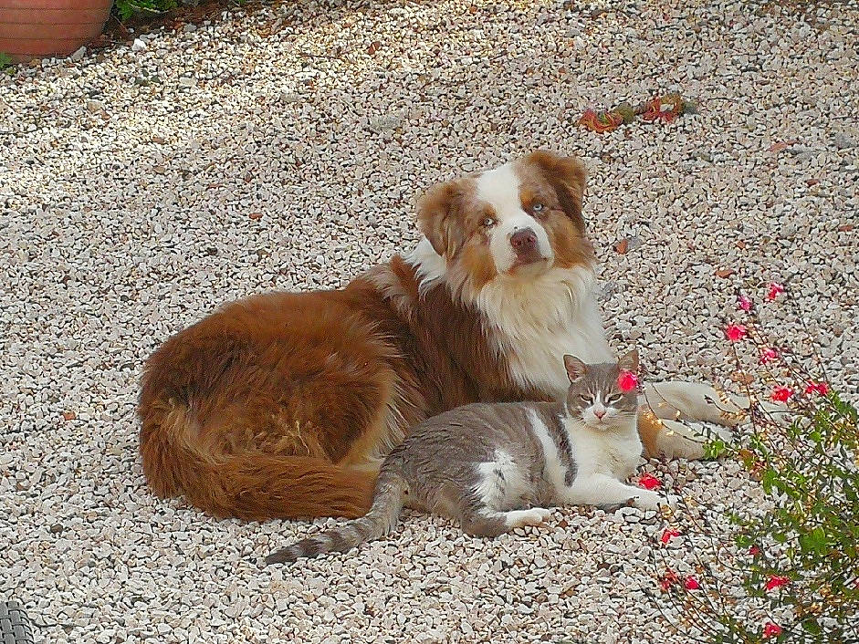 Sidney participe au concours pour gagner de l'argent avec cette photo : canidae, carnivore, companion_dog, dog, dog_breed, fawn, felidae, flower, flowerpot, fur, grass, liver, petal, plant, road_surface, small_to_medium_sized_cats, soil, tail, toy_dog, whiskers