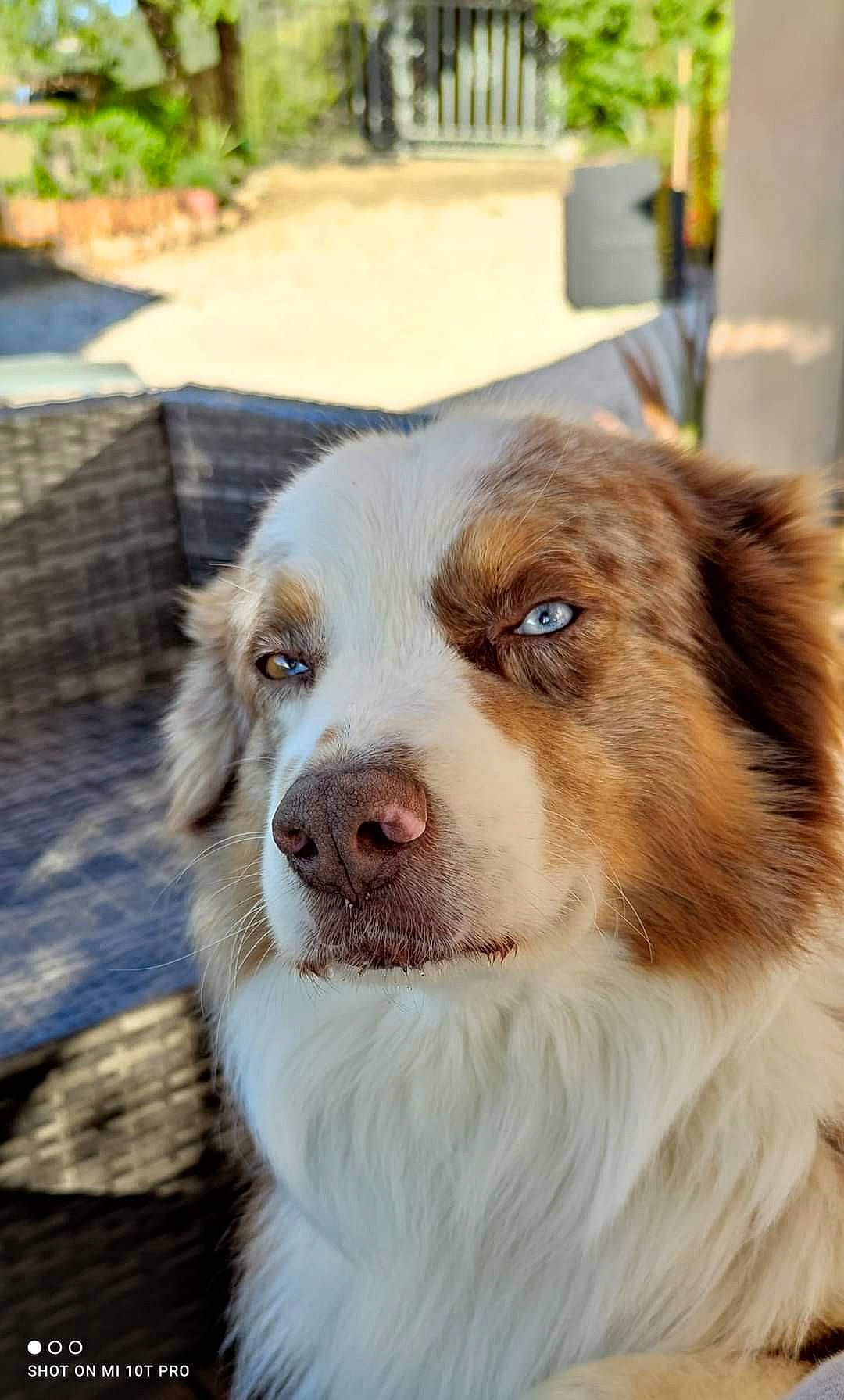 Sidney a rejoint le concours — aidez-le/la à gagner de superbes lots ! australian_collie, australian_shepherd, carnivore, companion_dog, dog, dog_breed, door, fur, grass, gun_dog, herding_dog, liver, plant, snout, sporting_group, terrestrial_animal, tree, whiskers, working_animal, working_dog