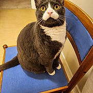 Binx joined the competition — help win amazing prizes! cat, gray_cat, white_cat, yellow_eyes, chair, blue_cushion, wooden_chair, indoor, pet, feline, curious, sitting, whiskers, ears, tail, floor, home, domestic, closeup, animal