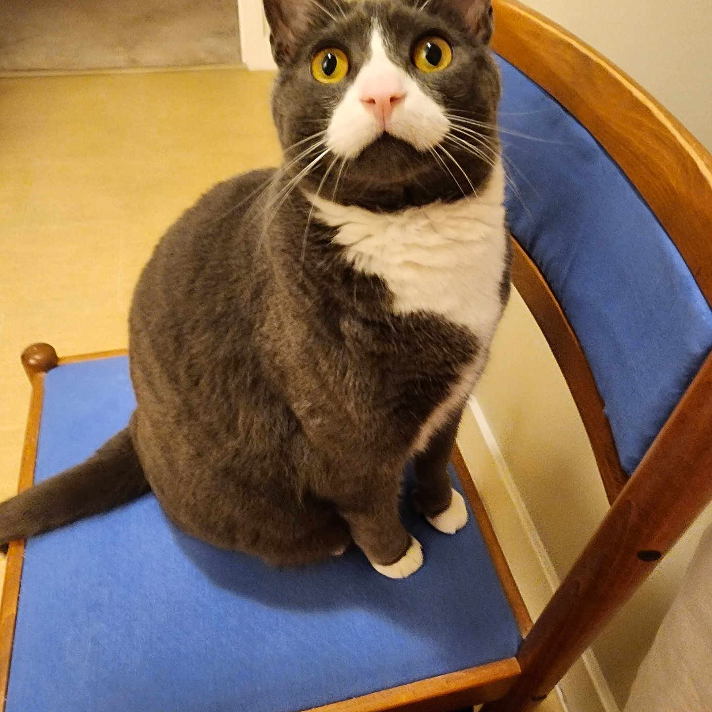 Binx joined the competition — help win amazing prizes! animal, blue_cushion, cat, chair, closeup, curious, domestic, ears, feline, floor, gray_cat, home, indoor, pet, sitting, tail, whiskers, white_cat, wooden_chair, yellow_eyes