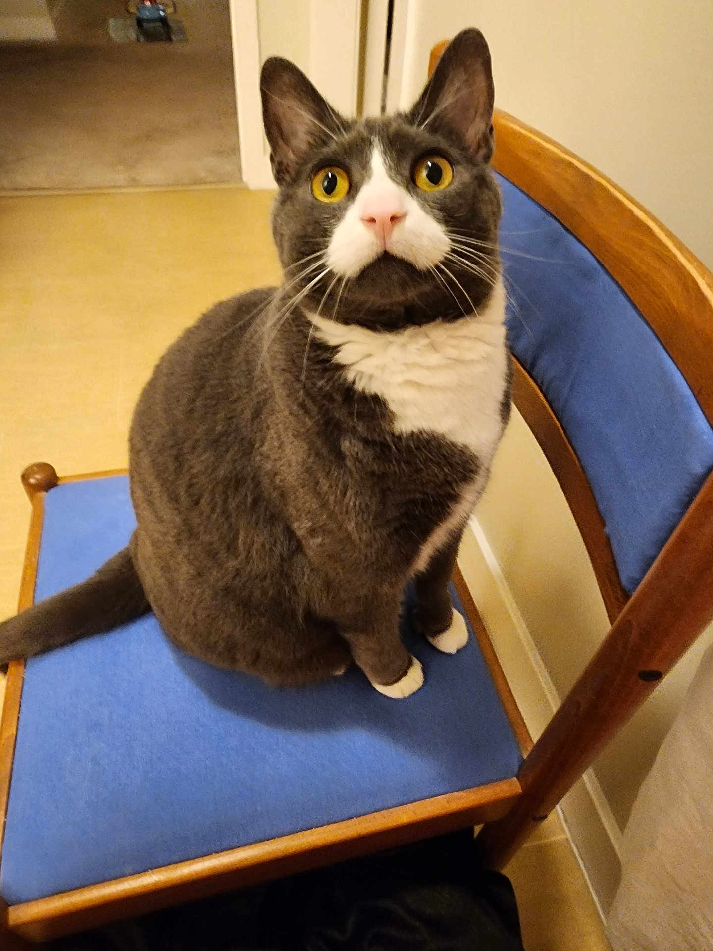 Binx joined the competition — help win amazing prizes! cat, gray_cat, white_cat, yellow_eyes, chair, blue_cushion, wooden_chair, indoor, pet, feline, curious, sitting, whiskers, ears, tail, floor, home, domestic, closeup, animal