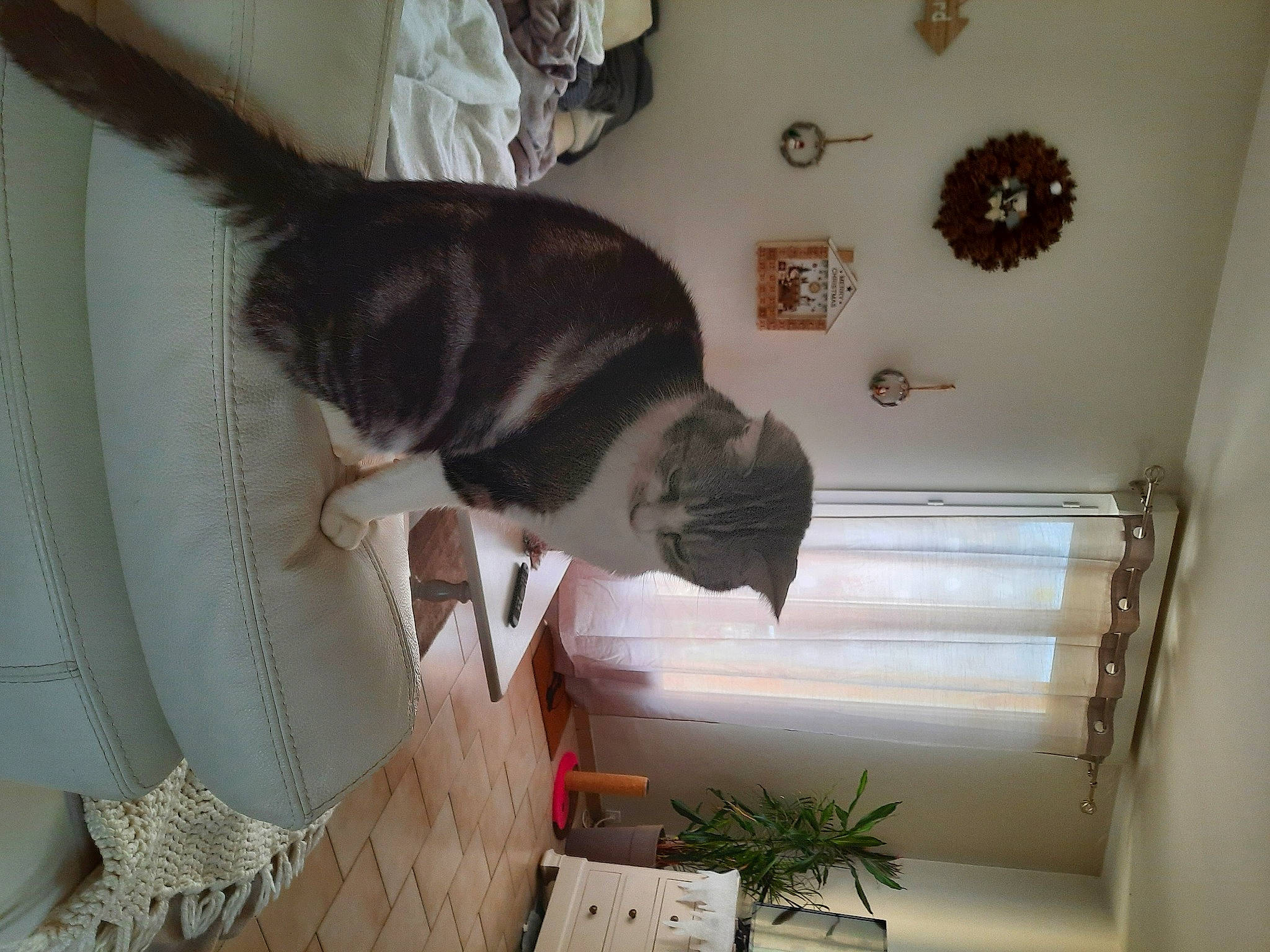 Nala participe au concours pour gagner de l'argent avec cette photo : carnivore, cat, comfort, domestic_short_haired_cat, felidae, flowerpot, fur, hardwood, houseplant, interior_design, plant, room, small_to_medium_sized_cats, tail, whiskers, window, window_blind, window_covering, window_treatment, wood