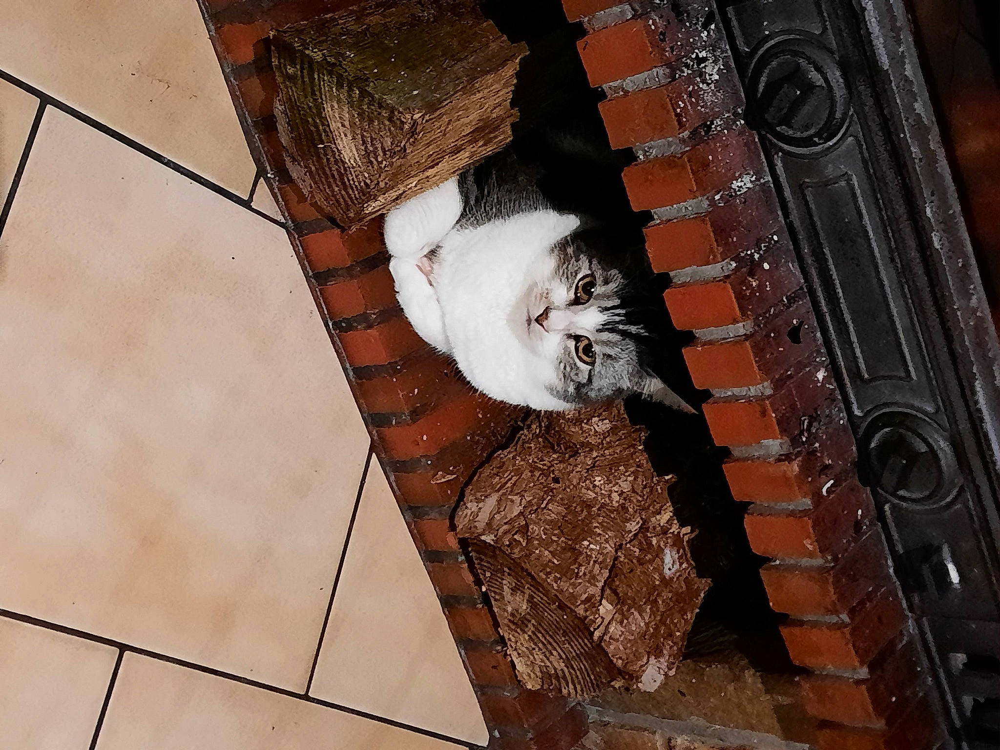 Nala a rejoint le concours — aidez-le/la à gagner de superbes lots ! brick, brickwork, cat, ceiling, felidae, flooring, fur, hardwood, house, metal, pattern, room, small_to_medium_sized_cats, tail, tile, visual_arts, whiskers, wood