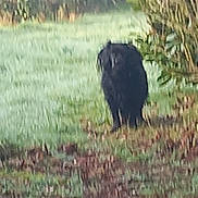 Praline participe au concours pour gagner de l'argent avec cette photo : animal, black_dog, blur, bush, canine, dog, environment, fence, field, grass, greenery, landscape, morning, nature, outdoor, park, pet, tree, walking, wildlife