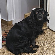 Praline participe au concours pour gagner de l'argent avec cette photo : animal, black_dog, canine, companion, curious, dog, domestic_animal, doorway, ears, floor, fur, home, indoor, long_hair, looking, pet, rug, sitting, tail, tile_floor