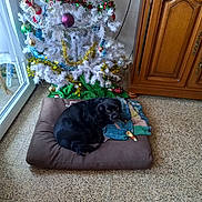 Praline participe au concours pour gagner de l'argent avec cette photo : animal, black_dog, blanket, christmas_tree, cushion, dog, domestic, festive, floor, garlands, glass, holiday_decorations, home, indoor, ornaments, pet_bed, relaxed, resting, window, wooden_cabinet