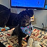dog, black_dog, bandana, stuffed_toy, blanket, couch, television, hockey_game, indoor, pet, cute, head_tilt, cozy, playing, living_room, animal, fur, toy, watching_tv, home