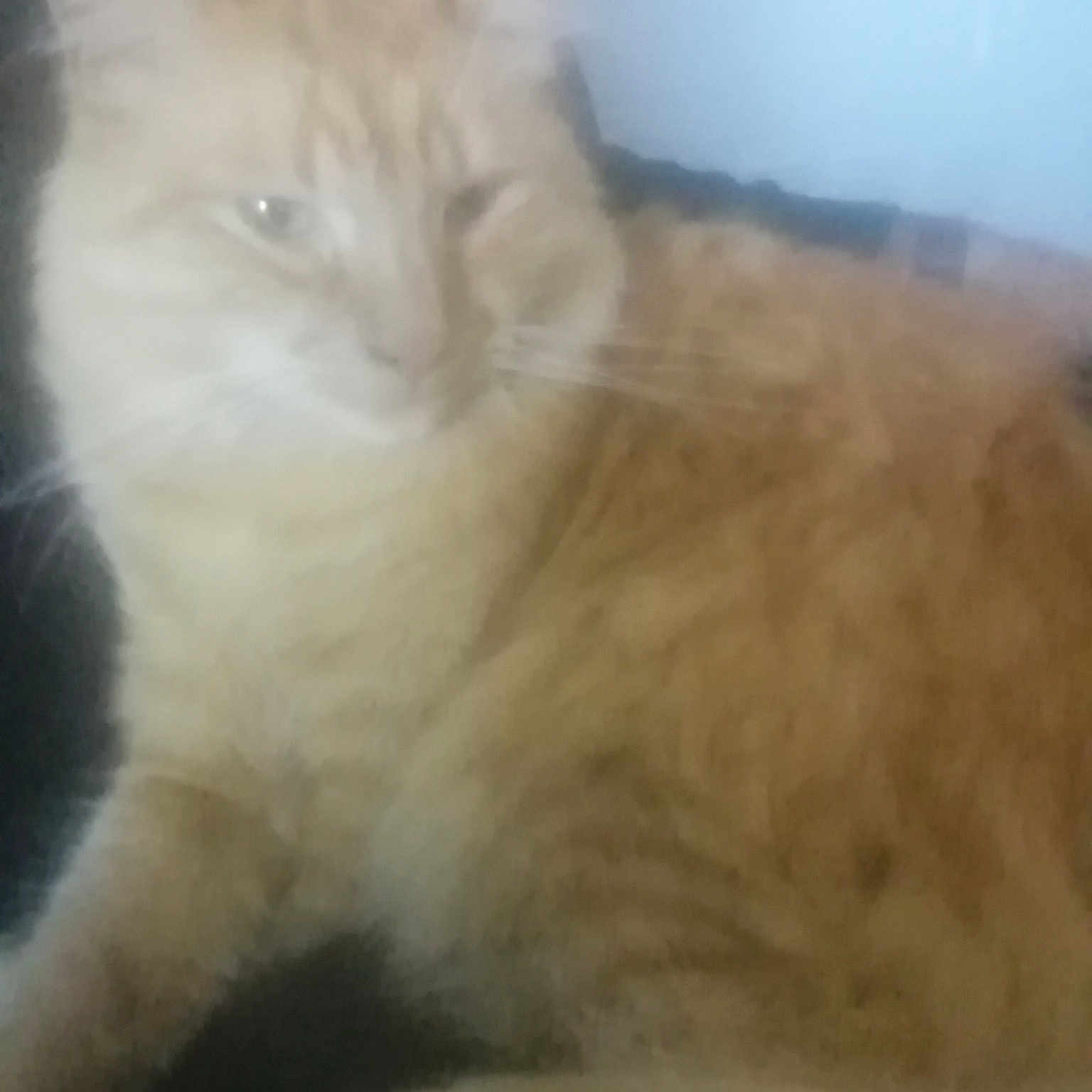 Caramel