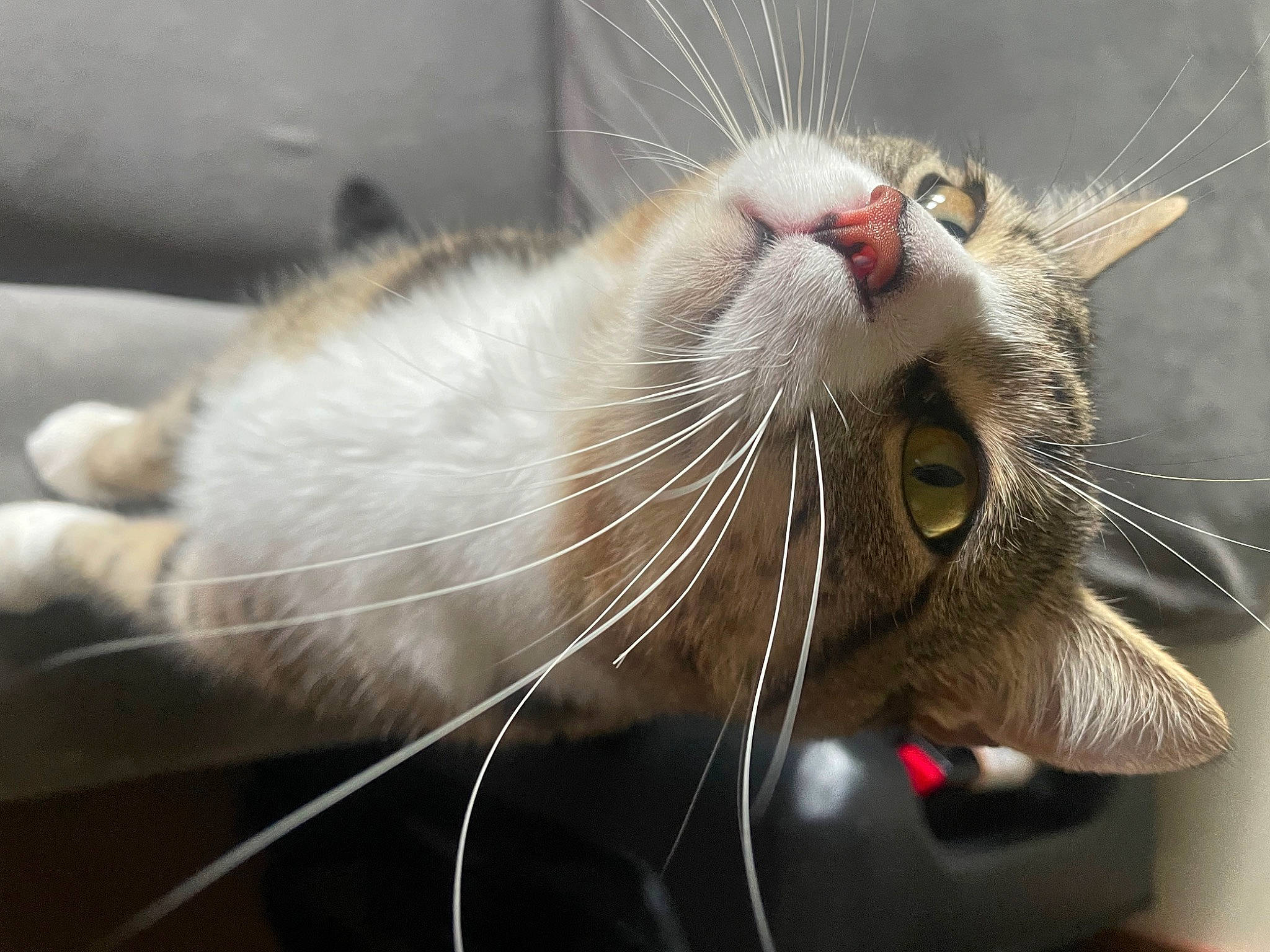 Goku joined the competition — help win amazing prizes! carnivore, cat, claw, close_up, collar, comfort, domestic_short_haired_cat, ear, fang, felidae, foot, fur, paw, small_to_medium_sized_cats, snout, tail, terrestrial_animal, whiskers, yawn