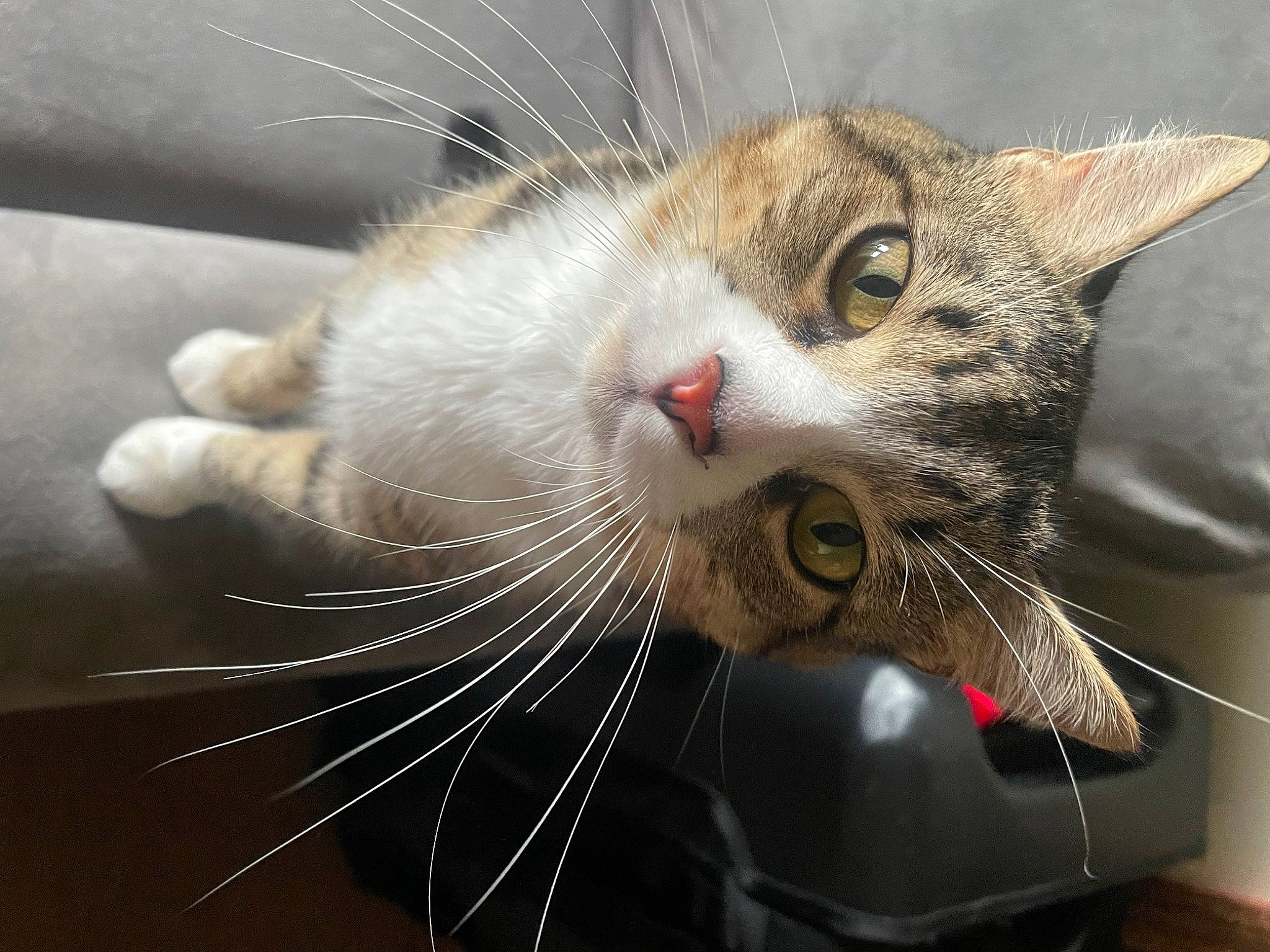 Goku is registered to the contest to win money with this photo: carnivore, cat, claw, domestic_short_haired_cat, felidae, fur, macro_photography, paw, small_to_medium_sized_cats, snout, whiskers