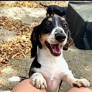 Jax joined the competition — help win amazing prizes! puppy, dog, outdoor, leaves, happy, playful, black_fur, white_fur, brown_fur, knees, concrete, covered_object, tail, pet, animal, nature, smiling, closeup, daylight, canine