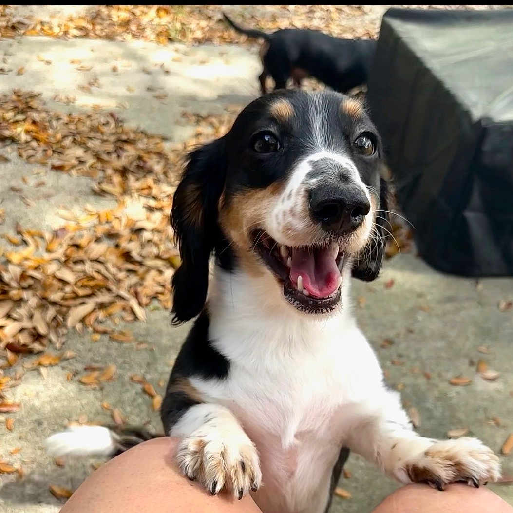 Jax